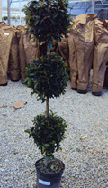 10" Eugenia Topiary 3 Ball